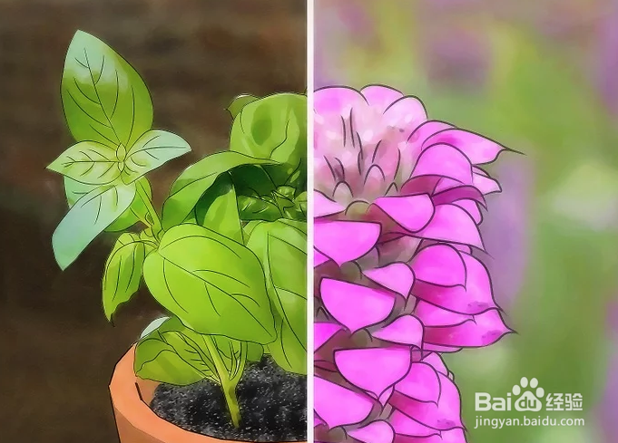 如何驱赶并杀死蚊虫以避免蚊子繁殖