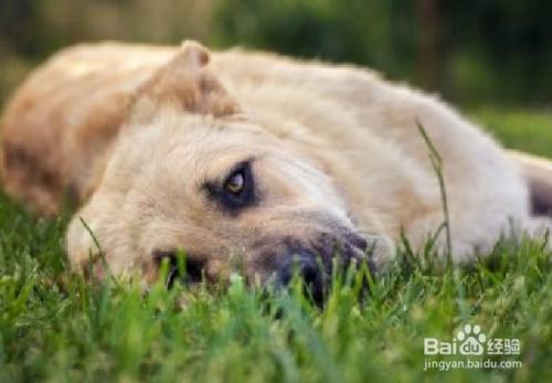 狗狗肚子痛的表现和处理方法 百度经验