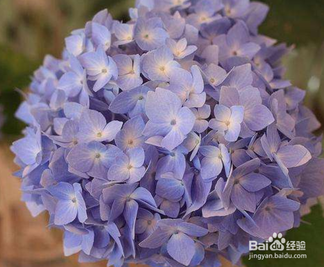 绣球花开花期间怎么施肥