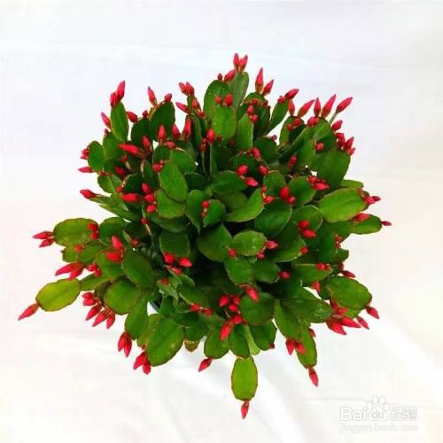 长寿蟹爪兰怎么才能养得好