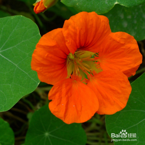 旱金莲出现烂根怎么办?