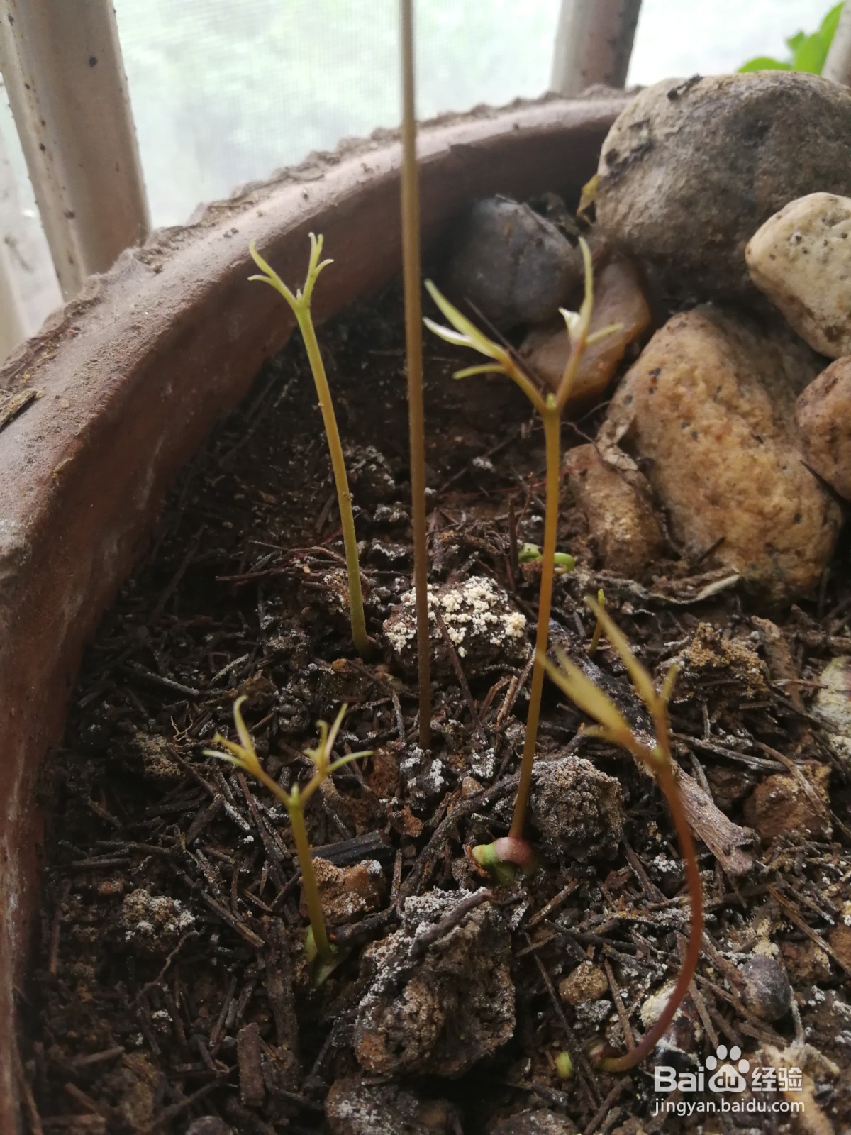 荔枝种子怎样种可以发芽