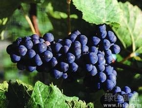 有助于提高记忆力的食物（一）