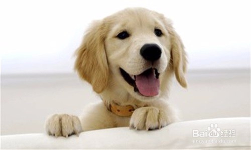 怎样为狗狗找一个好人家