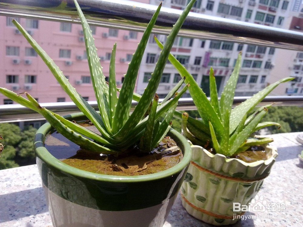 适合在家中种植的植物