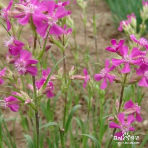 剪秋罗该如何养?