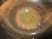 西红柿炒鸡蛋的做法