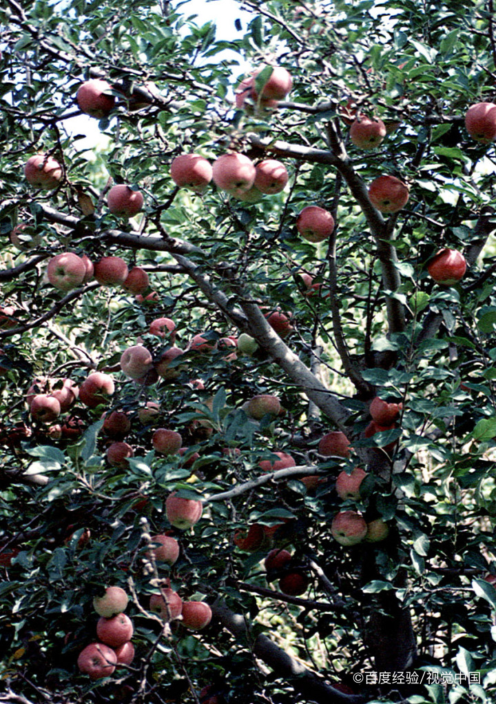 果树环剥的方法及作用