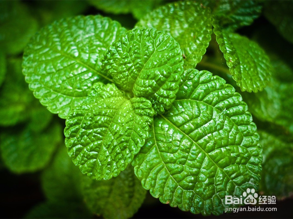 去除青春痘面膜1