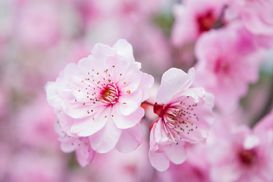 桃花有什么特点