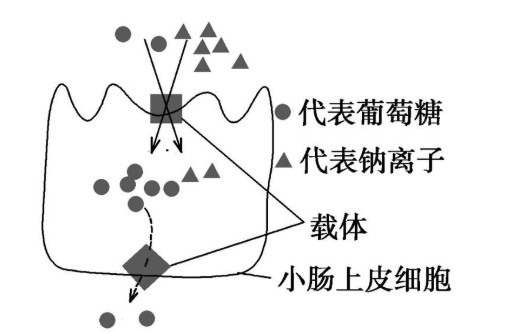 葡萄糖是以什么方式通过细胞膜进出细胞的