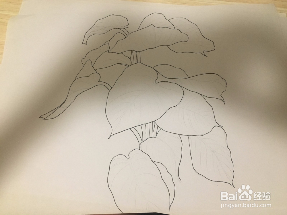 大叶绿萝线描画