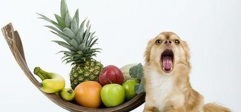 狗狗坚决不能吃的食物