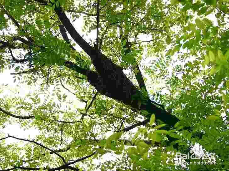 新手如何养蜜蜂 养蜜蜂技巧