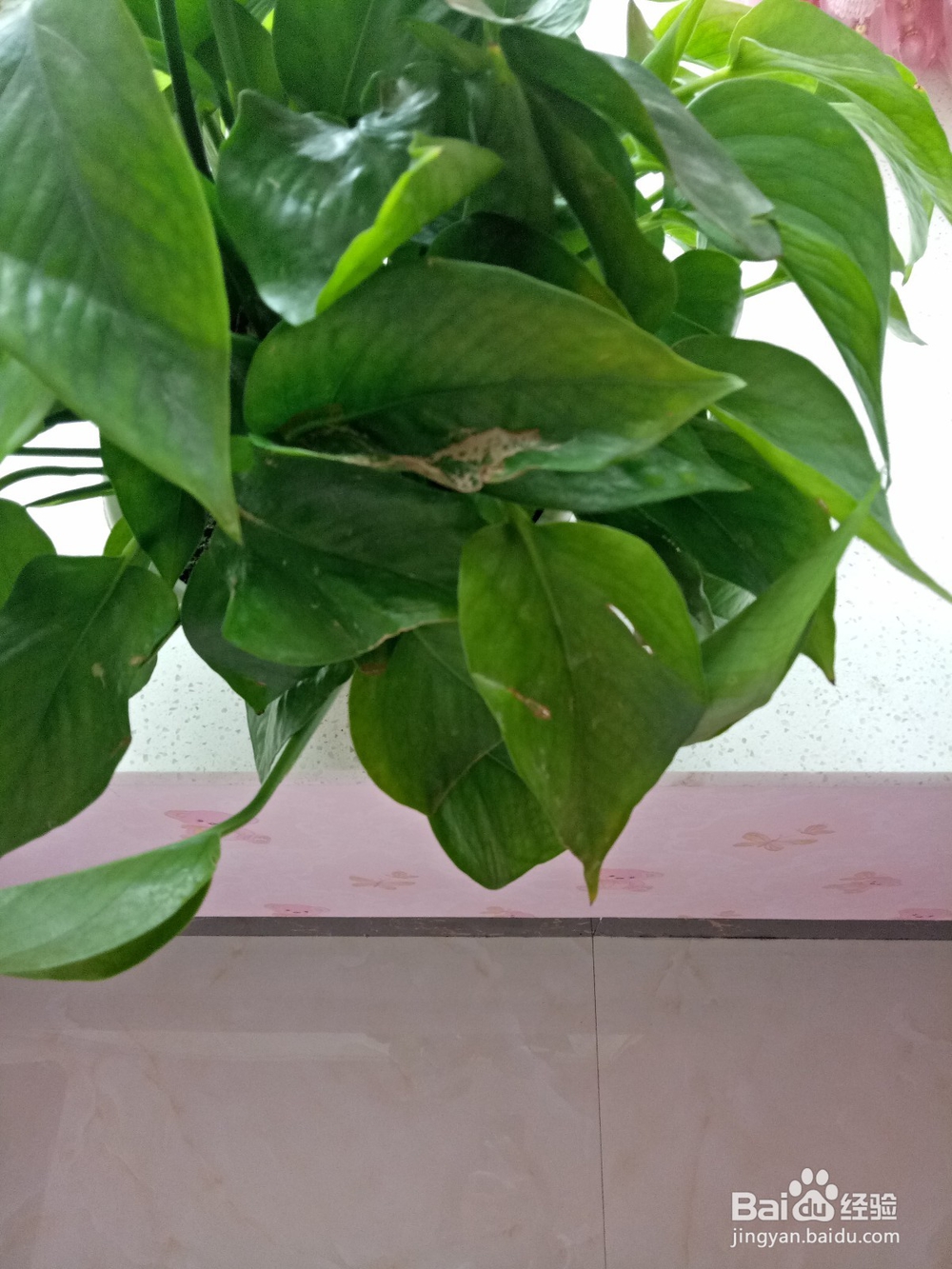 绿萝怎么养才不黄叶