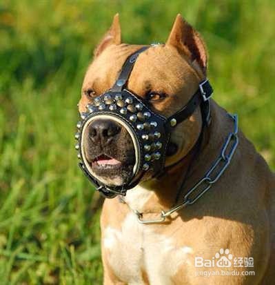 如果遇到恶狗怎么办？