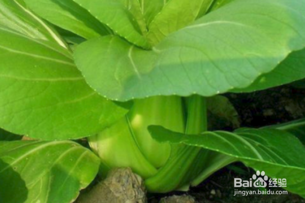 上海青怎么种植?