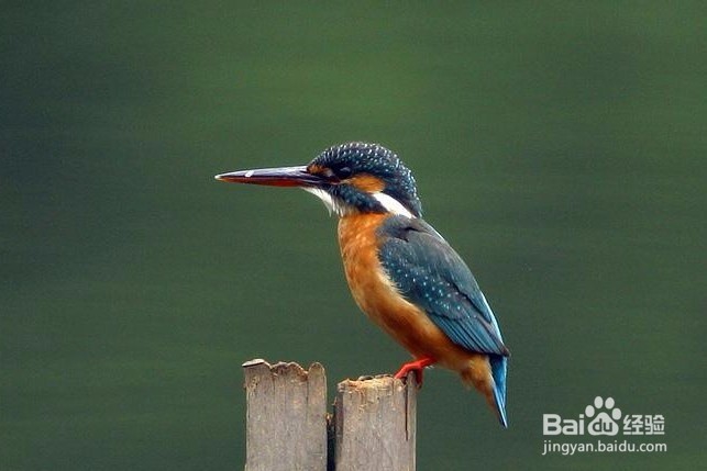 拍摄翠鸟技巧
