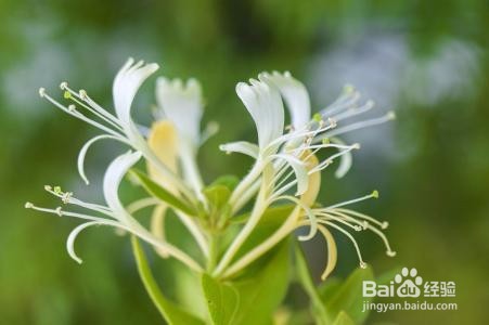 美丽方纤体瘦身系列:金银花去暑祛湿