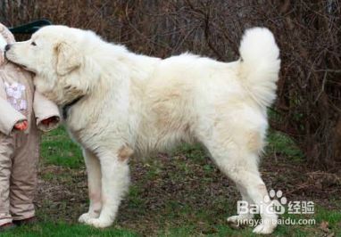大白熊犬养要注意什么 百度经验 大白熊犬养要注意什么 百度经验