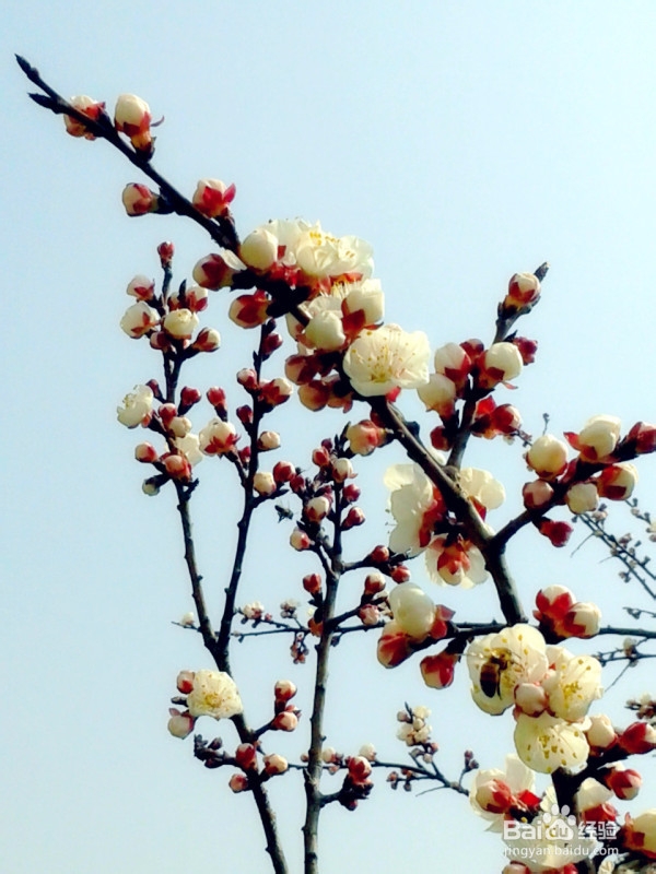 赏桃花还是山西运城好