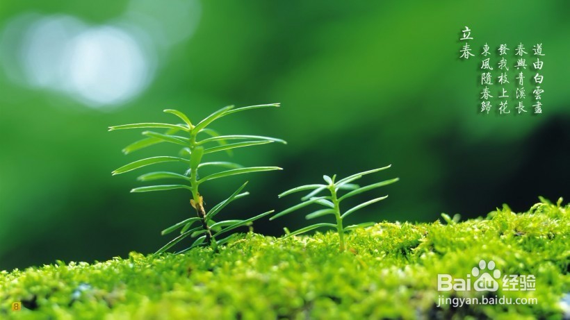 二十四节气之立春