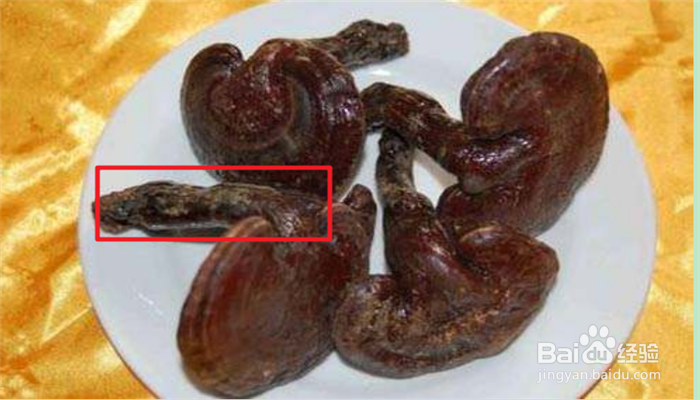 蘑菇和灵芝有什么区别?