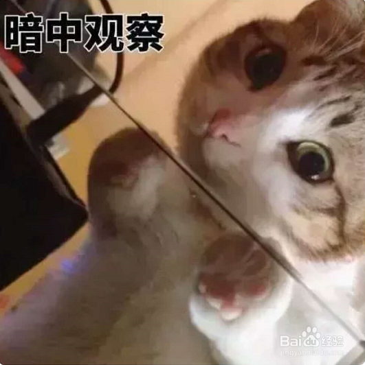 一到假期我的猫该怎么办呢