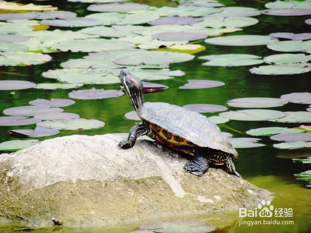 乌龟应该怎么养才好？