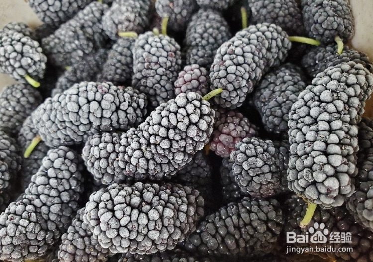 刚摘的桑葚怎么保存