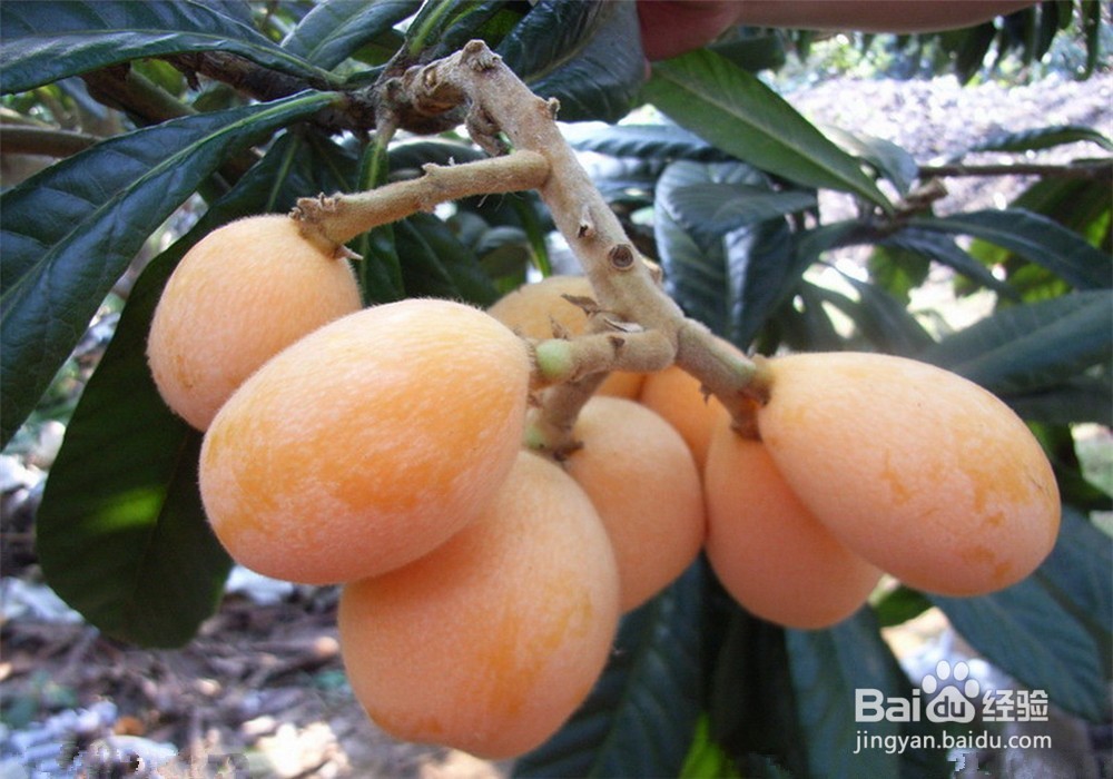 购买枇杷的经验