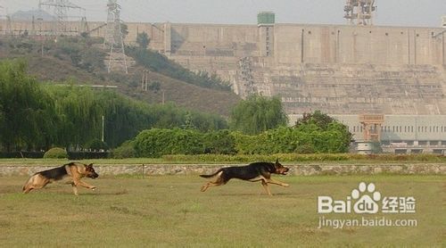 德牧与昆明犬的区别