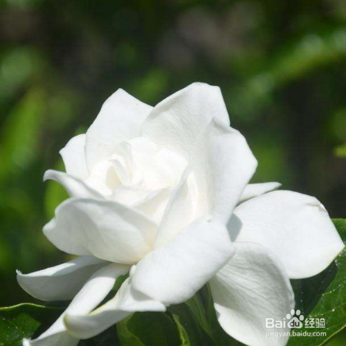栀子花的叶子蔫了怎么办？