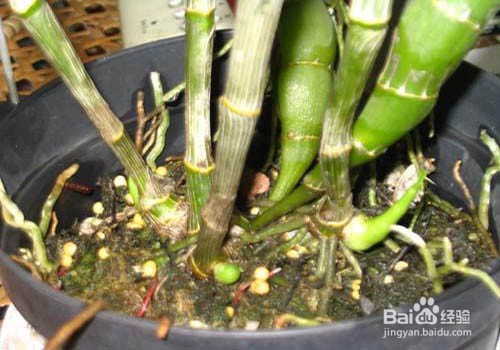 家中如何扦插石斛条