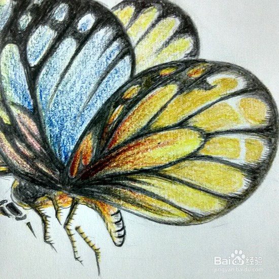 蝴蝶的画法-彩铅手绘