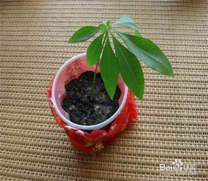 发财树怎么繁殖