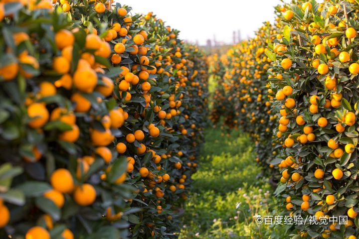 春节家里买什么花好