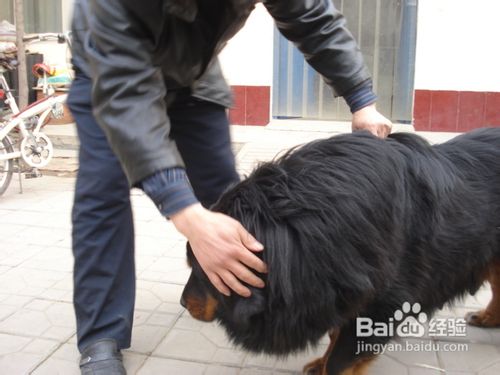 藏獒狗狗翻越高墙的详细训练法是什么