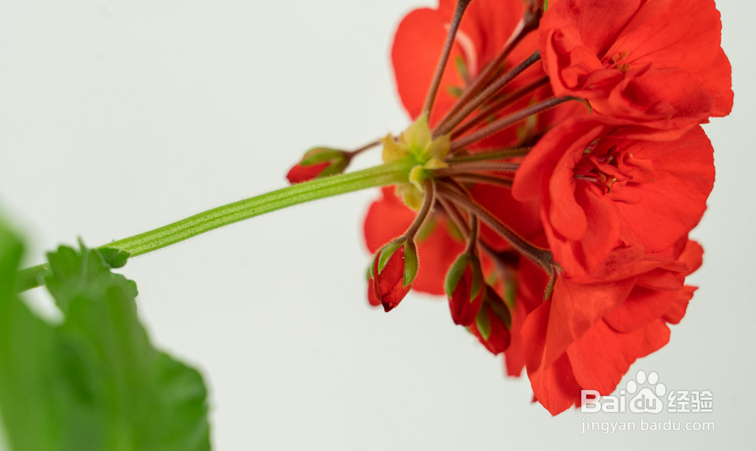 怎样养护天竺葵