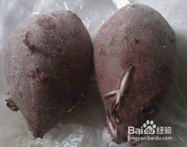 哪些食物发了芽不能吃？