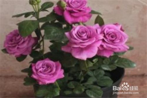 月季花夏日如何施肥 百度经验 月季花夏日如何施肥 百度经验