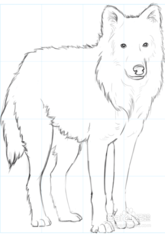 北极狼简笔画画法图片