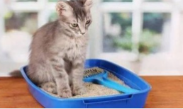 猫砂怎么过度