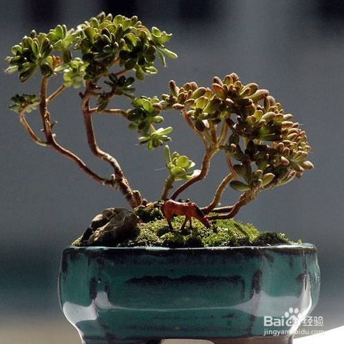 小人祭掉叶子的原因是什么?