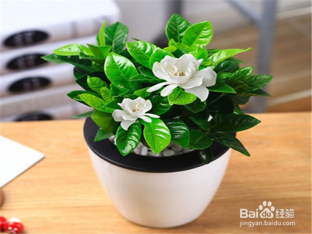 如何照料室内的栀子花？