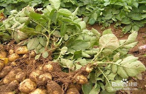 土豆怎么种植