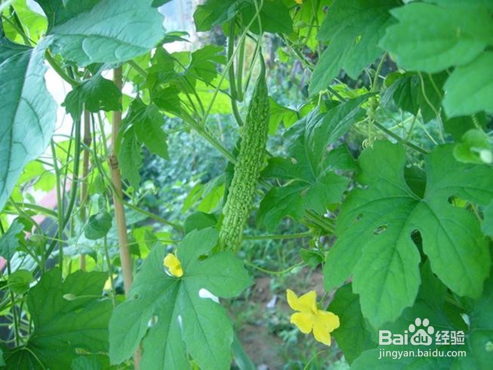 苦瓜的功效与作用以及苦瓜的禁忌