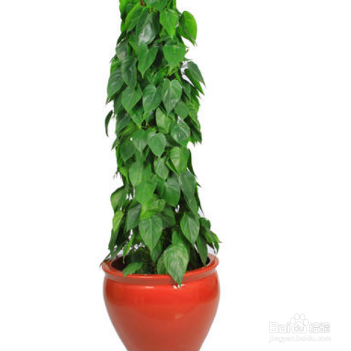 心叶藤下面养殖？