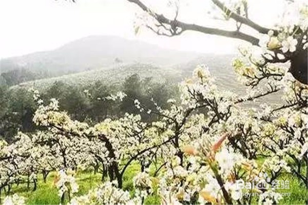 重庆赏花地图最全攻略必收藏-莫辜负这大好春光