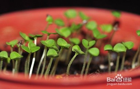 豆苗菜的种植方法 百度经验